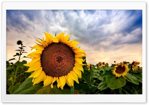 Sunflower Close up HDR Ultra HD Wallpaper for 4K UHD Widescreen desktop, tablet & smartphone