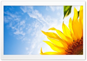 Sunflower Corner Ultra HD Wallpaper for 4K UHD Widescreen desktop, tablet & smartphone
