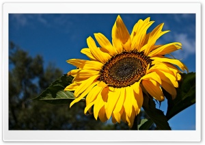 Sunflower, Ely, Cambridgeshire UK Ultra HD Wallpaper for 4K UHD Widescreen desktop, tablet & smartphone