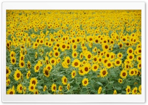 Sunflower Field Ultra HD Wallpaper for 4K UHD Widescreen desktop, tablet & smartphone