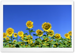 Sunflower Field 1 Ultra HD Wallpaper for 4K UHD Widescreen desktop, tablet & smartphone
