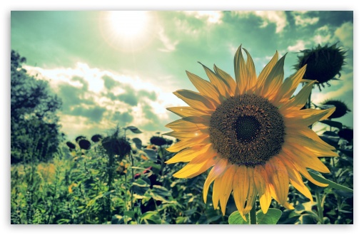 sunflower field wallpaper desktop