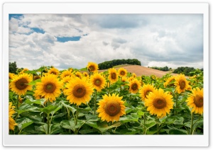 Sunflower Field Aesthetic 4K UHD Wallpaper for Widescreen and UltraWide Desktop, UltraHD TV, Smartphone, Tablet