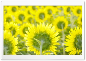 Sunflower Field Background Ultra HD Wallpaper for 4K UHD Widescreen desktop, tablet & smartphone