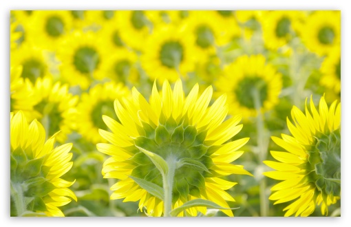 Sunflower Field Background UltraHD Wallpaper for UHD 16:9 2160p 1440p 1080p 900p 720p ; 8K UHD TV 16:9 Ultra High Definition 2160p 1440p 1080p 900p 720p ; Widescreen 16:10 5:3 WHXGA WQXGA WUXGA WXGA WGA ; Fullscreen 4:3 5:4 3:2 UXGA XGA SVGA QSXGA SXGA DVGA HVGA HQVGA ( Apple PowerBook G4 iPhone 4 3G 3GS iPod Touch ) ; Dual 4:3 5:4 UXGA XGA SVGA QSXGA SXGA ;