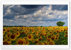 Sunflower Field Background Ultra HD Wallpaper for 4K UHD Widescreen desktop, tablet & smartphone