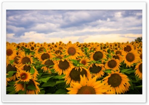 Sunflower Field, Clouds, Sky Ultra HD Wallpaper for 4K UHD Widescreen desktop, tablet & smartphone