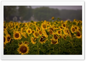 Sunflower Field, Cloudy Summer Day Ultra HD Wallpaper for 4K UHD Widescreen desktop, tablet & smartphone