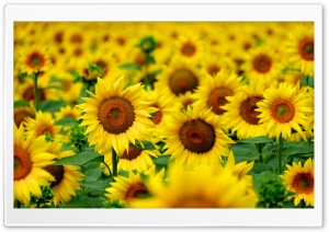 Sunflower Field in Clermont le Fort France 4K UHD Wallpaper for Widescreen and UltraWide Desktop, UltraHD TV, Smartphone, Tablet
