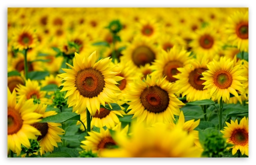 Sunflower Field in Clermont le Fort France UltraHD Wallpaper for UHD 16:9 ; HD 16:9 ; UltraWide 21:9 24:10 ; Widescreen 16:10 ; Fullscreen 3:2 ;