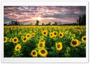 Sunflower Field Landscape 4K UHD Wallpaper for Widescreen and UltraWide Desktop, UltraHD TV, Smartphone, Tablet