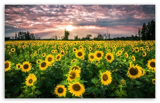 Sunflower Field Landscape UltraHD Wallpaper for UHD 16:9 ; HD 16:9 ; UltraWide 21:9 24:10 ; Widescreen 16:10 ; Tablet 1:1 ; Mobile 9:16 9:19.5 9:20 ;