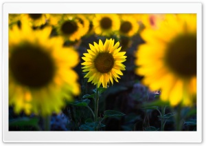Sunflower Field Sunlight Ultra HD Wallpaper for 4K UHD Widescreen desktop, tablet & smartphone