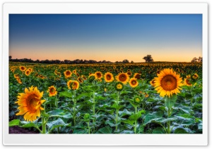 Sunflower Field Sunset Ultra HD Wallpaper for 4K UHD Widescreen desktop, tablet & smartphone