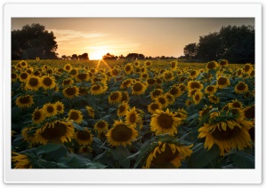 Sunflower Field Sunset Ultra HD Wallpaper for 4K UHD Widescreen desktop, tablet & smartphone