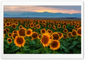 Sunflower Field, Sunset, Colorado Ultra HD Wallpaper for 4K UHD Widescreen desktop, tablet & smartphone