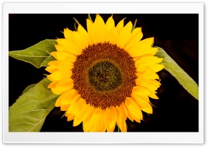 Sunflower Head, Black Background Ultra HD Wallpaper for 4K UHD Widescreen desktop, tablet & smartphone