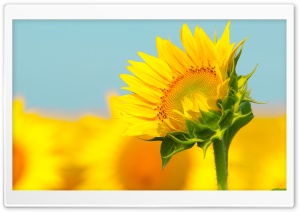 Sunflower In The Summer Ultra HD Wallpaper for 4K UHD Widescreen desktop, tablet & smartphone