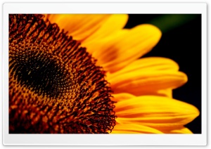 Sunflower Macro Ultra HD Wallpaper for 4K UHD Widescreen desktop, tablet & smartphone
