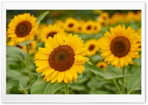 Sunflower, Macro, Field, Summer, Nature 4K UHD Wallpaper for Widescreen and UltraWide Desktop, UltraHD TV, Smartphone, Tablet