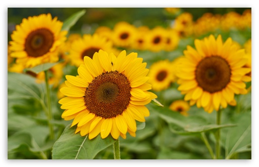 Sunflower, Macro, Field, Summer, Nature UltraHD Wallpaper for UHD 16:9 ; HD 16:9 ; UltraWide 21:9 24:10 ; Widescreen 16:10 5:3 ; Fullscreen 4:3 5:4 3:2 ; Tablet 1:1 ; Mobile 9:16 9:19.5 9:20 9:21 9:22 10:16 2:3 3:5 3:4 ; Dual 4:3 5:4 ;
