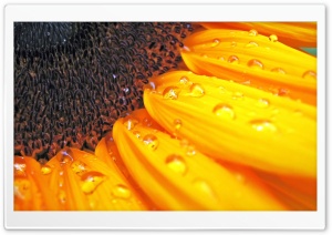 Sunflower Petals Ultra HD Wallpaper for 4K UHD Widescreen desktop, tablet & smartphone