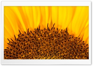 Sunflower Stamens and Seeds Ultra HD Wallpaper for 4K UHD Widescreen desktop, tablet & smartphone