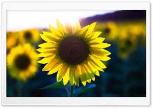 Sunflower Sunglow Ultra HD Wallpaper for 4K UHD Widescreen desktop, tablet & smartphone