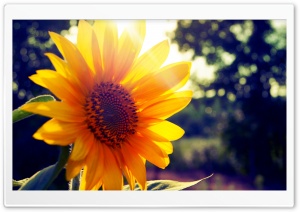 Sunflower Sunshine Ultra HD Wallpaper for 4K UHD Widescreen desktop, tablet & smartphone