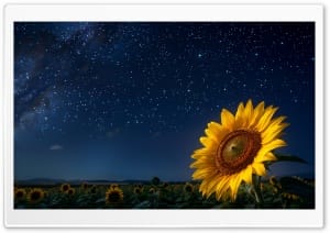 Sunflower under a Starry Sky 4K UHD Wallpaper for Widescreen and UltraWide Desktop, UltraHD TV, Smartphone, Tablet