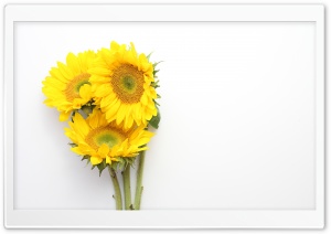 Sunflowers 1 Ultra HD Wallpaper for 4K UHD Widescreen desktop, tablet & smartphone