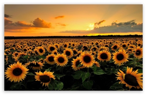 Sunflowers Ultra HD Desktop Background Wallpaper for 4K UHD TV : Widescreen  & UltraWide Desktop & Laptop : Tablet : Smartphone