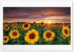 Sunflowers Ultra HD Wallpaper for 4K UHD Widescreen desktop, tablet & smartphone