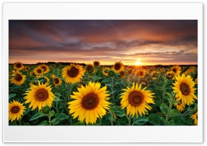 Sunflowers Ultra HD Wallpaper for 4K UHD Widescreen Desktop, Lockscreen, Screensaver, TV, Tablet, Smartphone