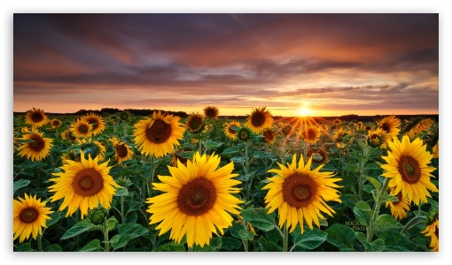 Sunflowers UltraHD Wallpaper for HD 16:9 ;