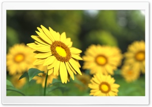Sunflowers 3D Ultra HD Wallpaper for 4K UHD Widescreen desktop, tablet & smartphone