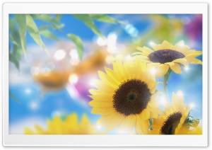 Sunflowers 6 4K UHD Wallpaper for Widescreen and UltraWide Desktop, UltraHD TV, Smartphone, Tablet