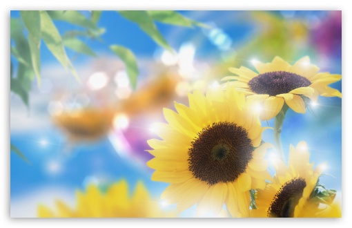 Sunflowers 6 UltraHD Wallpaper for HD 16:9 ; Widescreen 16:10 5:3 ; Fullscreen 4:3 5:4 3:2 ;