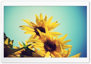 Sunflowers Against Blue Sky Ultra HD Wallpaper for 4K UHD Widescreen desktop, tablet & smartphone