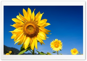 Sunflowers, Blue Sky Ultra HD Wallpaper for 4K UHD Widescreen desktop, tablet & smartphone