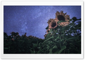 Sunflowers, Bokeh Stars, Evening Ultra HD Wallpaper for 4K UHD Widescreen desktop, tablet & smartphone