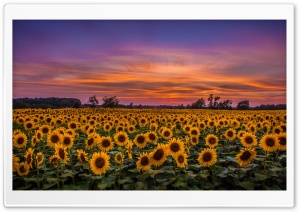 Sunflowers, Field Ultra HD Wallpaper for 4K UHD Widescreen desktop, tablet & smartphone