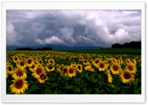 Sunflowers Field Ultra HD Wallpaper for 4K UHD Widescreen desktop, tablet & smartphone