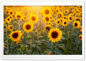 Sunflowers Field, Summer Ultra HD Wallpaper for 4K UHD Widescreen desktop, tablet & smartphone