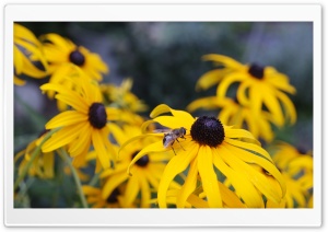 Sunflowers in Basel Ultra HD Wallpaper for 4K UHD Widescreen desktop, tablet & smartphone
