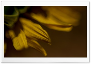 Sunflowers Macro Ultra HD Wallpaper for 4K UHD Widescreen desktop, tablet & smartphone