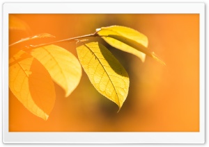 Sunglow on Autumn Leaves 4K UHD Wallpaper for Widescreen and UltraWide Desktop, UltraHD TV, Smartphone, Tablet