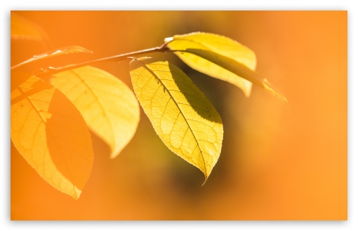 Sunglow on Autumn Leaves UltraHD Wallpaper for UHD 16:9 ; HD 16:9 ; Widescreen 16:10 5:3 ; Fullscreen 4:3 5:4 3:2 ;