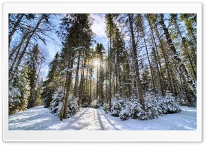 Sunlight In The Forest Ultra HD Wallpaper for 4K UHD Widescreen desktop, tablet & smartphone