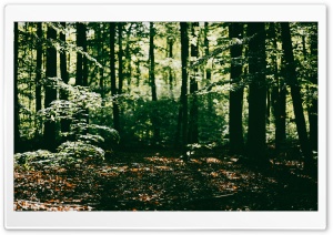 Sunlight in the Forest 4K UHD Wallpaper for Widescreen and UltraWide Desktop, UltraHD TV, Smartphone, Tablet